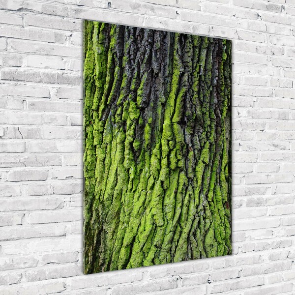 Akrilkép Fa kéreg