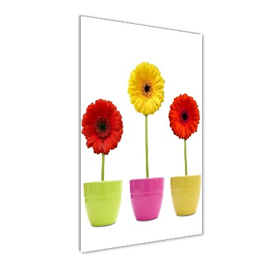 Akrilkép Színes gerbera