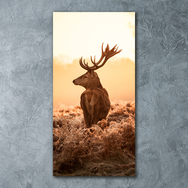 Akrilkép Deer napkelte