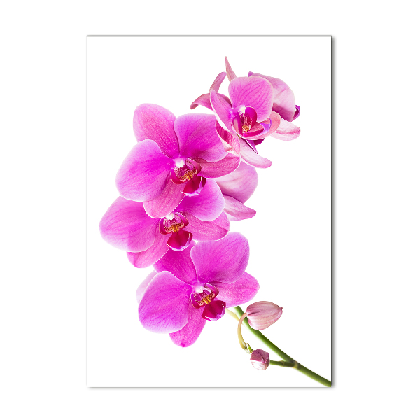 Akrilkép Rózsaszín orchidea