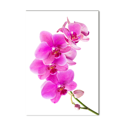 Akrilkép Rózsaszín orchidea