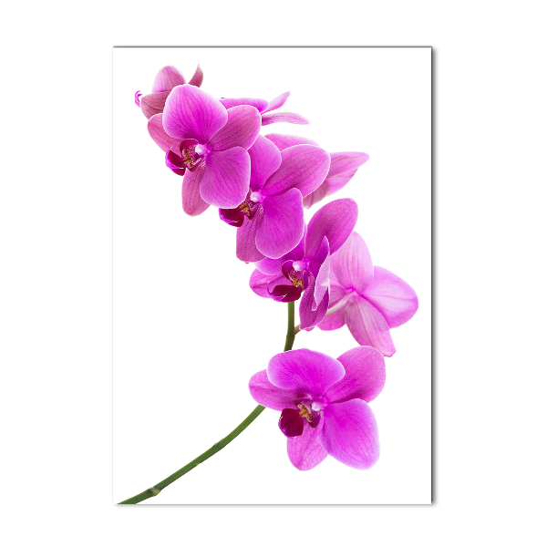 Akrilkép Rózsaszín orchidea