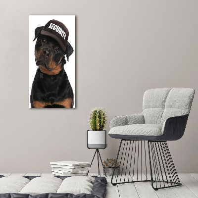 Akrilkép Rottweiler egy sapka