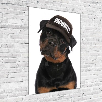 Akrilkép Rottweiler egy sapka