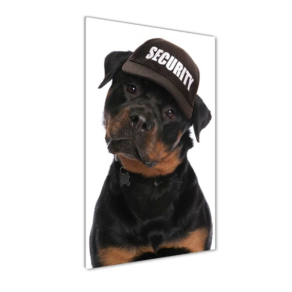 Akrilkép Rottweiler egy sapka