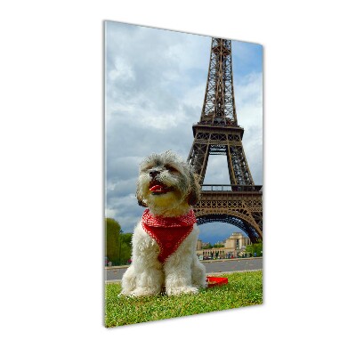 Akrilkép Dog in paris