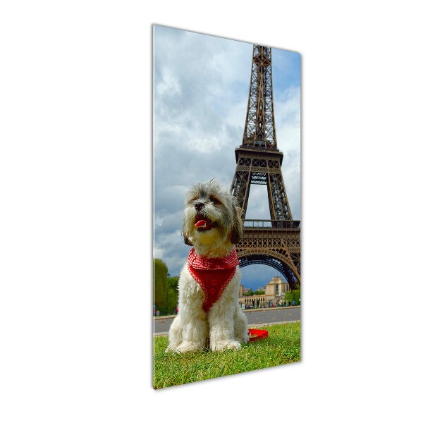 Akrilkép Dog in paris