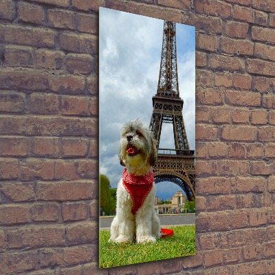 Akrilkép Dog in paris