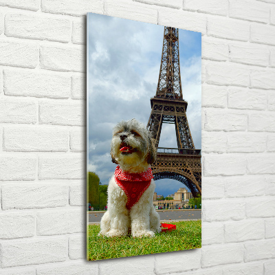 Akrilkép Dog in paris