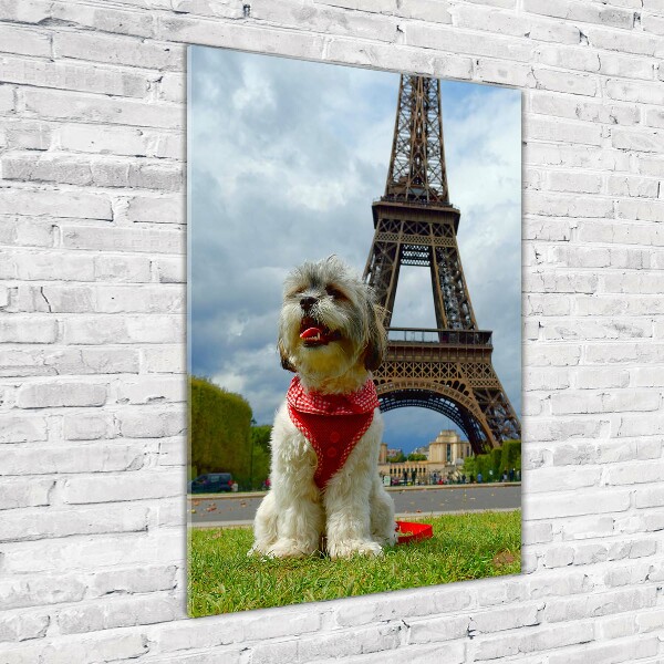 Akrilkép Dog in paris