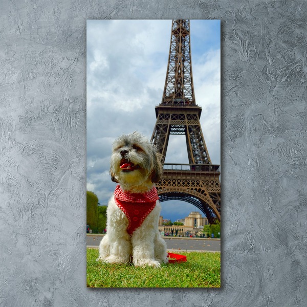 Akrilkép Dog in paris