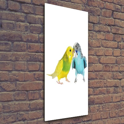 Akrilkép Budgies