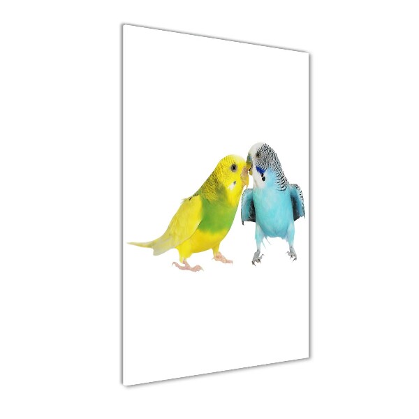 Akrilkép Budgies