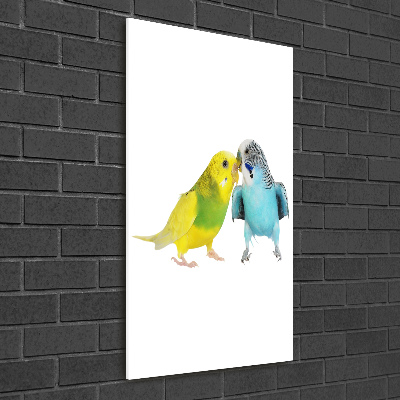 Akrilkép Budgies