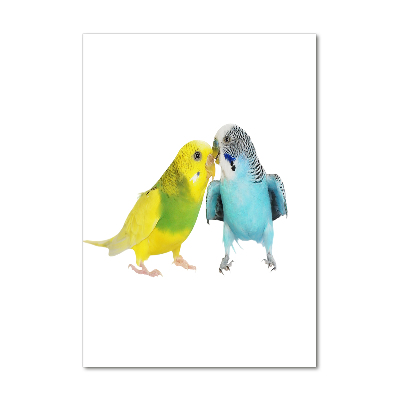 Akrilkép Budgies