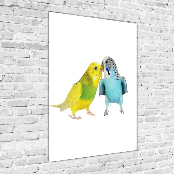 Akrilkép Budgies