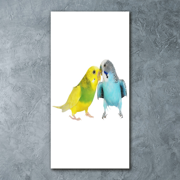 Akrilkép Budgies