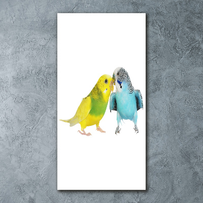 Akrilkép Budgies