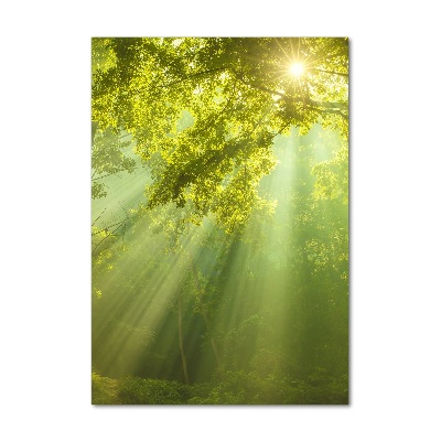 Akril üveg kép Sun az erdőben