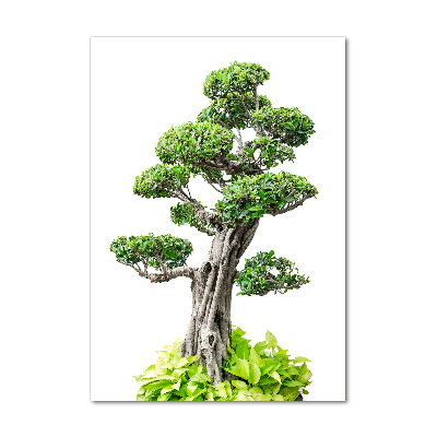 Akrilkép Bonsai fa