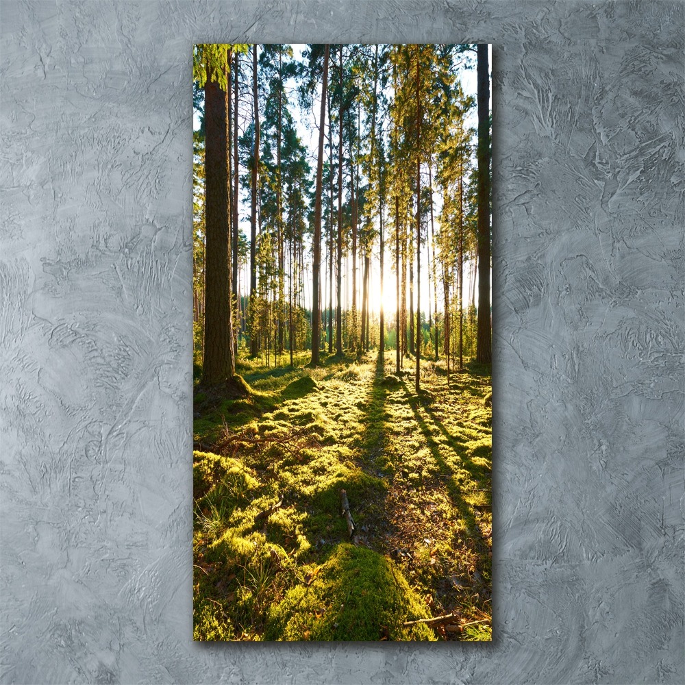 Akril üveg kép Egy fenyves erdőben