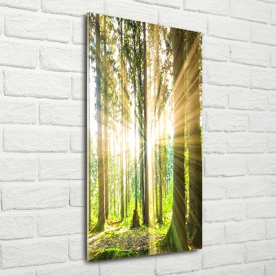 Akril üveg kép Sun az erdőben