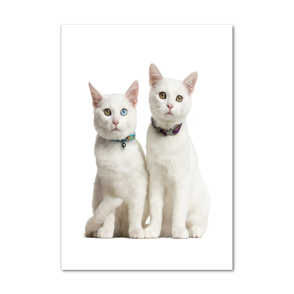 Akrilkép Két fehér macska