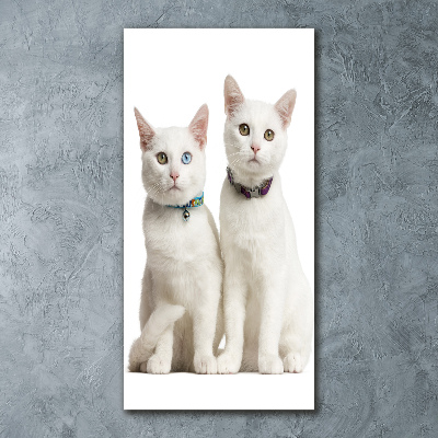 Akrilkép Két fehér macska