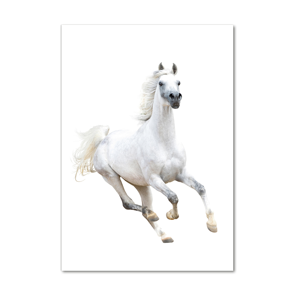 Akrilkép Fehér ló galopp