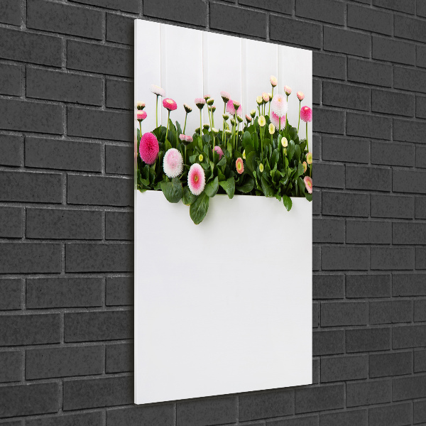 Akrilkép Rózsaszín százszorszépek