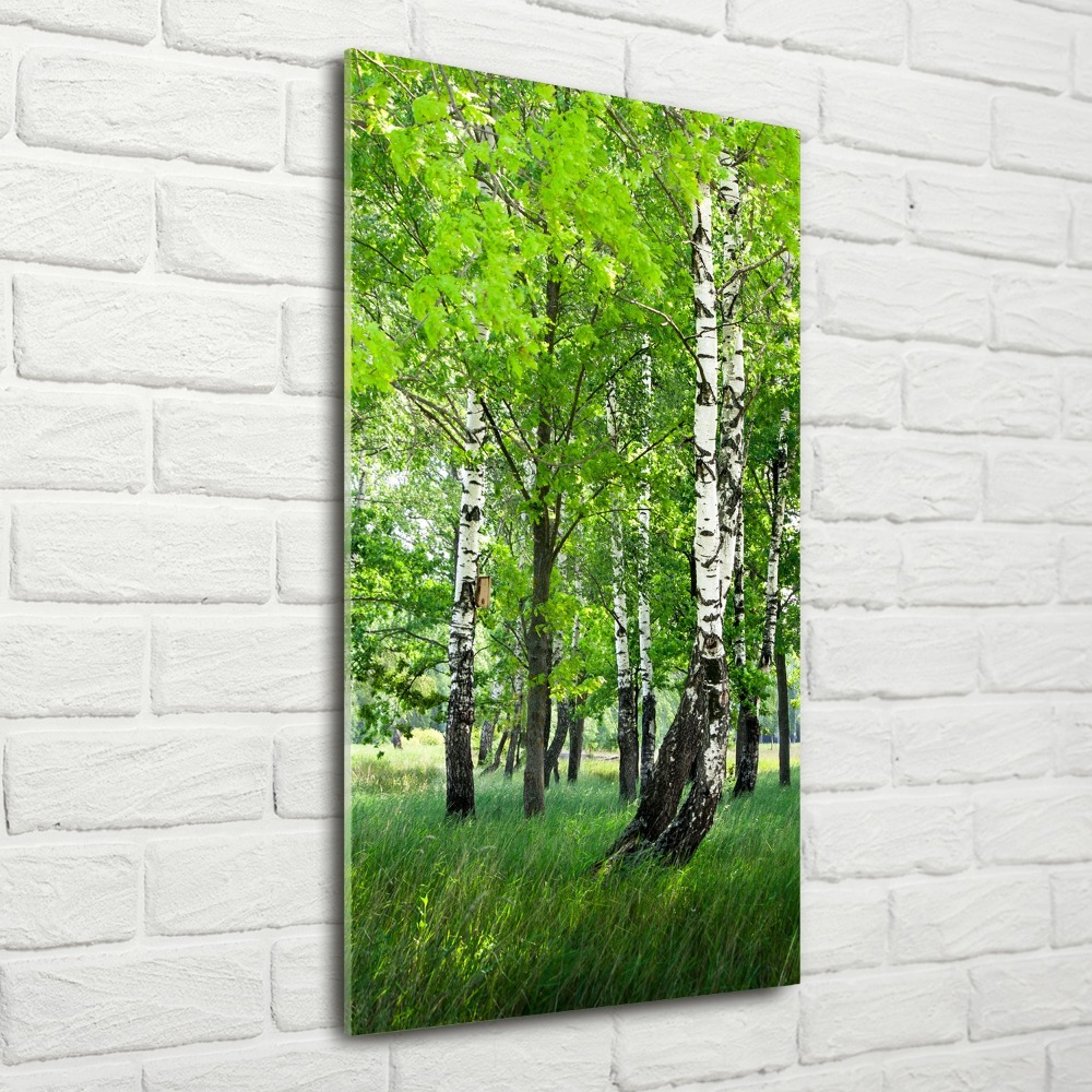 Akril üveg kép Nyírfa erdő