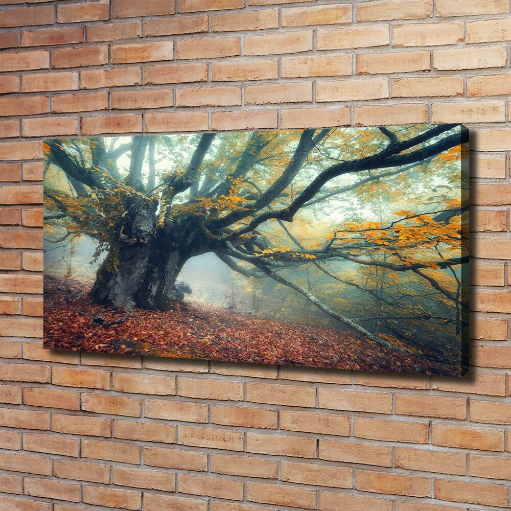 Vászonkép nyomtatás Öreg fa