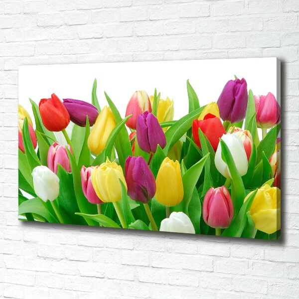 Vászonkép nyomtatás Színes tulipán