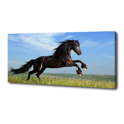Vászonkép Fekete ló a réten