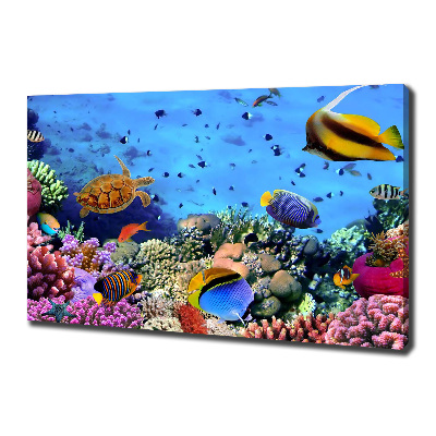 Vászonkép Korallzátony