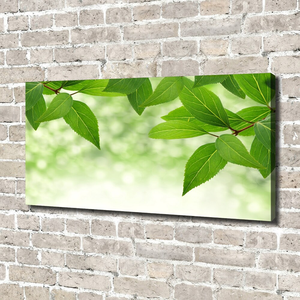 Egyedi vászonkép Zöld levelek