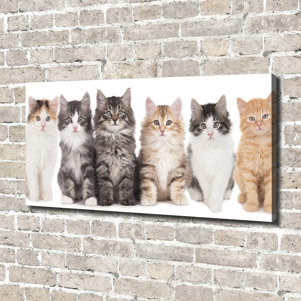 Vászonkép Hat macskák