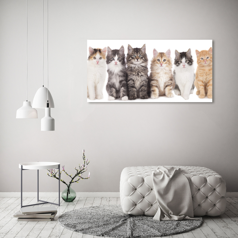 Vászonkép Hat macskák