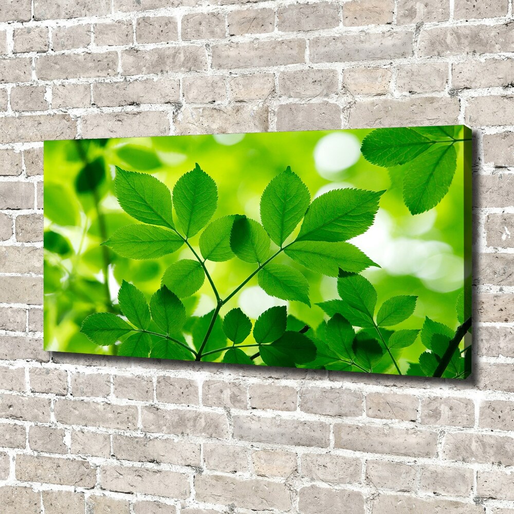 Egyedi vászonkép Zöld levelek