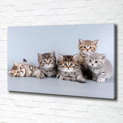 Vászonkép Öt macskák