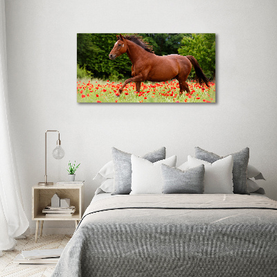 Vászonkép Ló terén pipacsok
