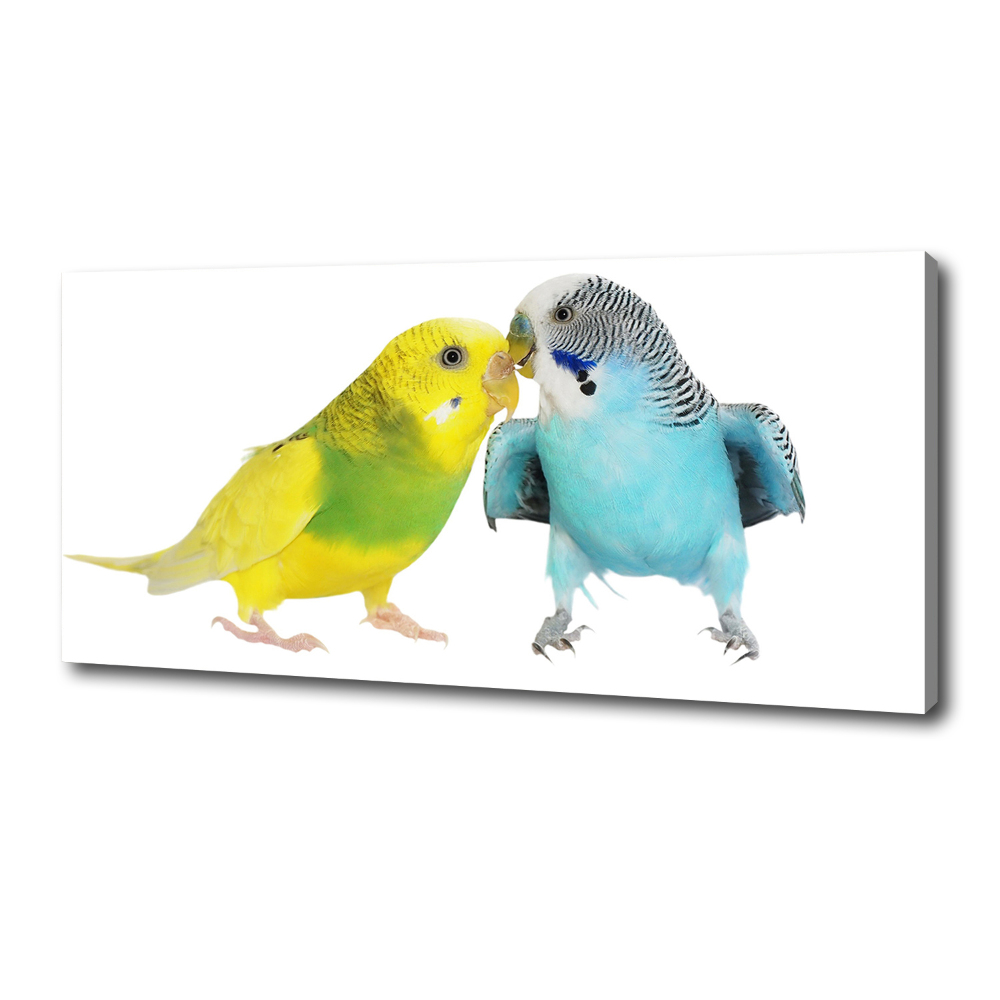 Vászonkép Budgies