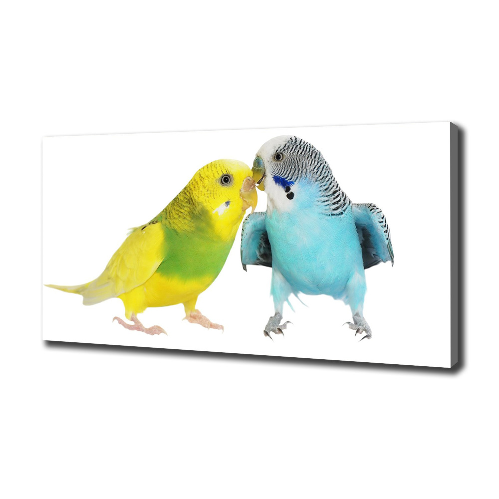 Vászonkép Budgies