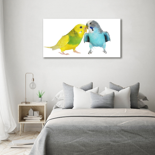 Vászonkép Budgies