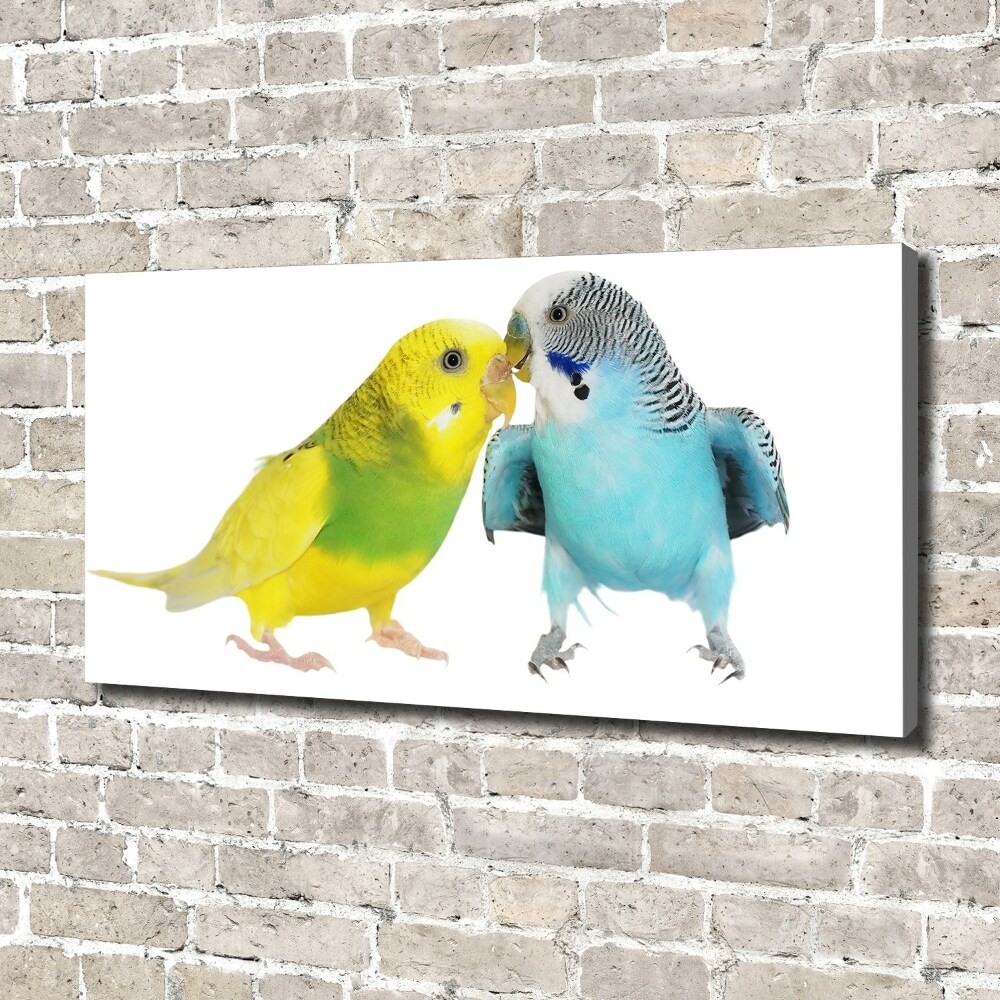 Vászonkép Budgies