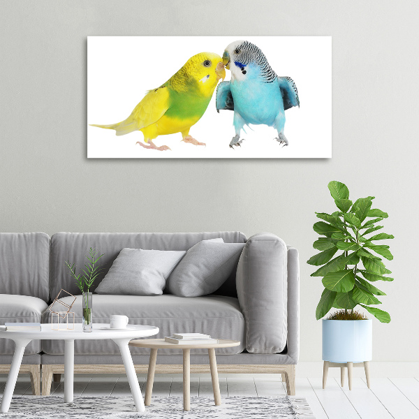 Vászonkép Budgies