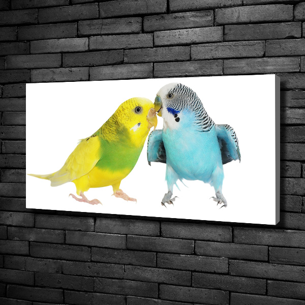 Vászonkép Budgies