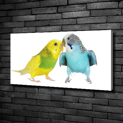 Vászonkép Budgies