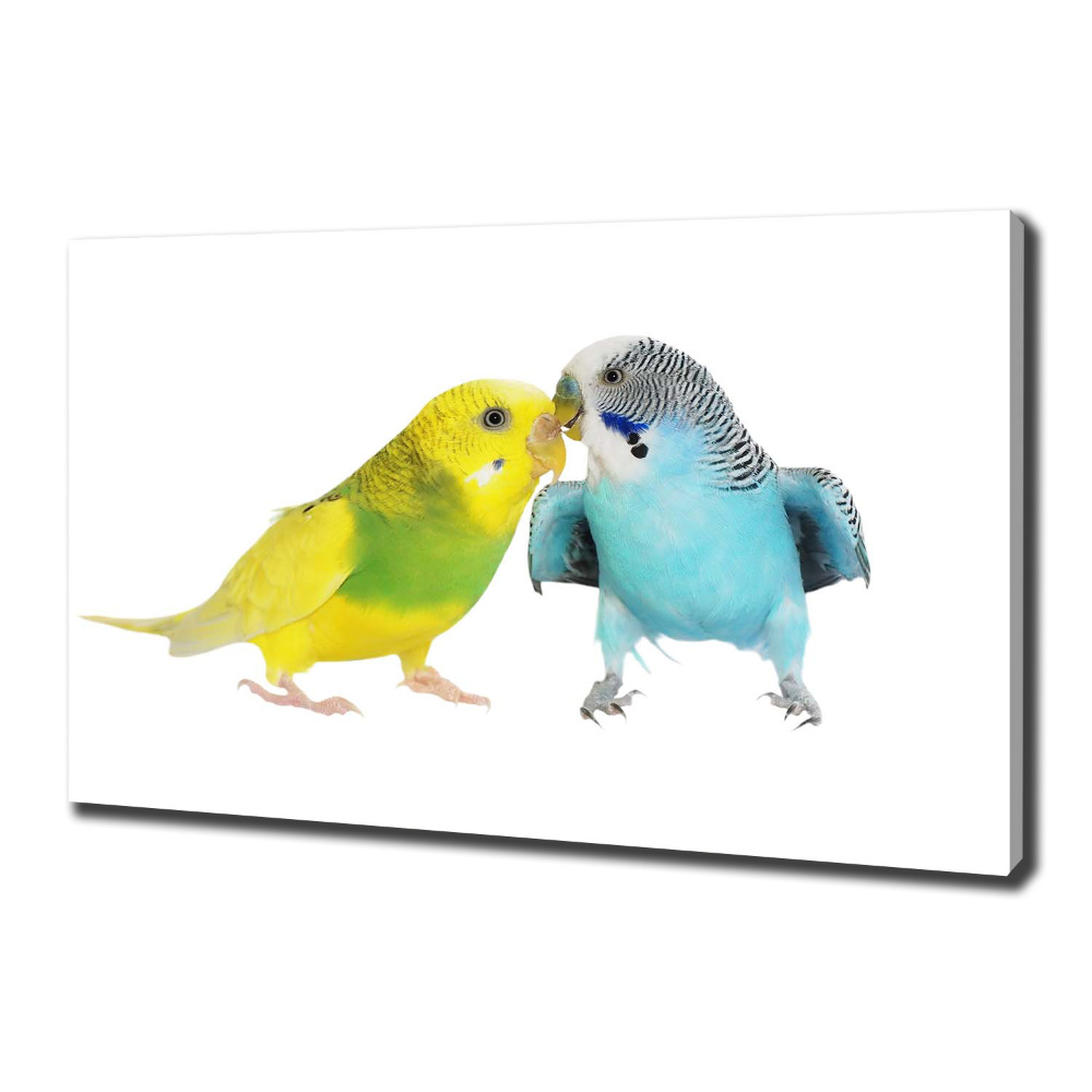 Vászonkép Budgies