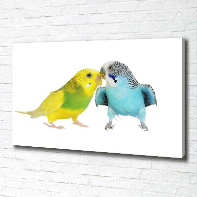 Vászonkép Budgies